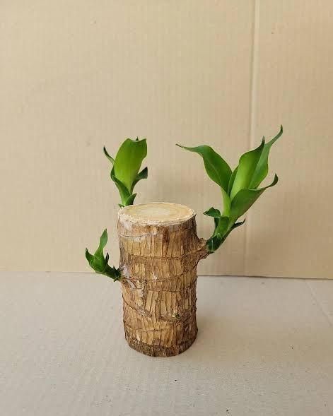 ✨Buy 1 Get 1 Free✨Brazilian Lucky Wood Plant-Mini Home Plant Decorations