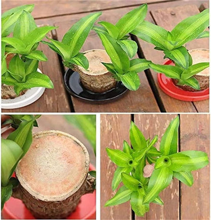 ✨Buy 1 Get 1 Free✨Brazilian Lucky Wood Plant-Mini Home Plant Decorations