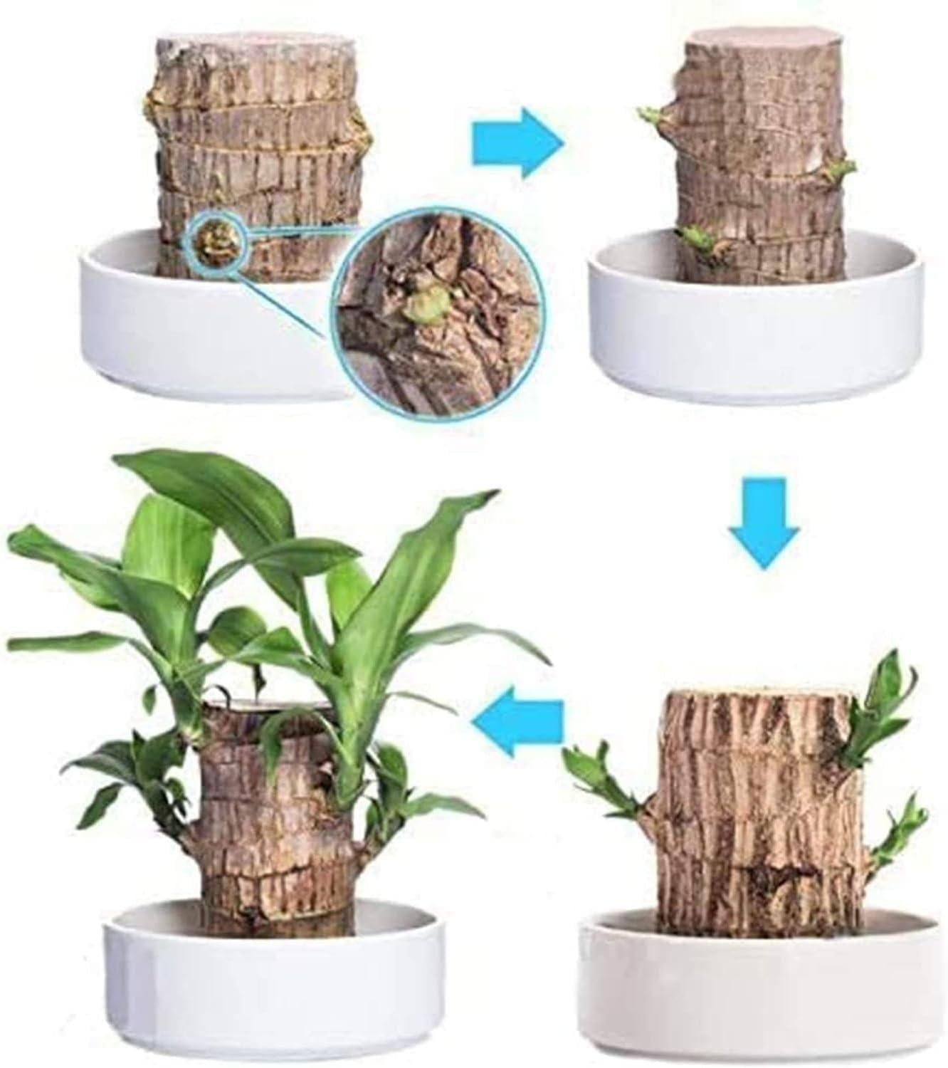 ✨Brazilian Lucky Wood Plant-Mini Home Plant Decorations✨