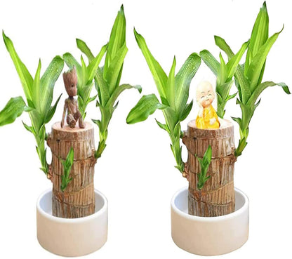 ✨Buy 1 Get 1 Free✨Brazilian Lucky Wood Plant-Mini Home Plant Decorations