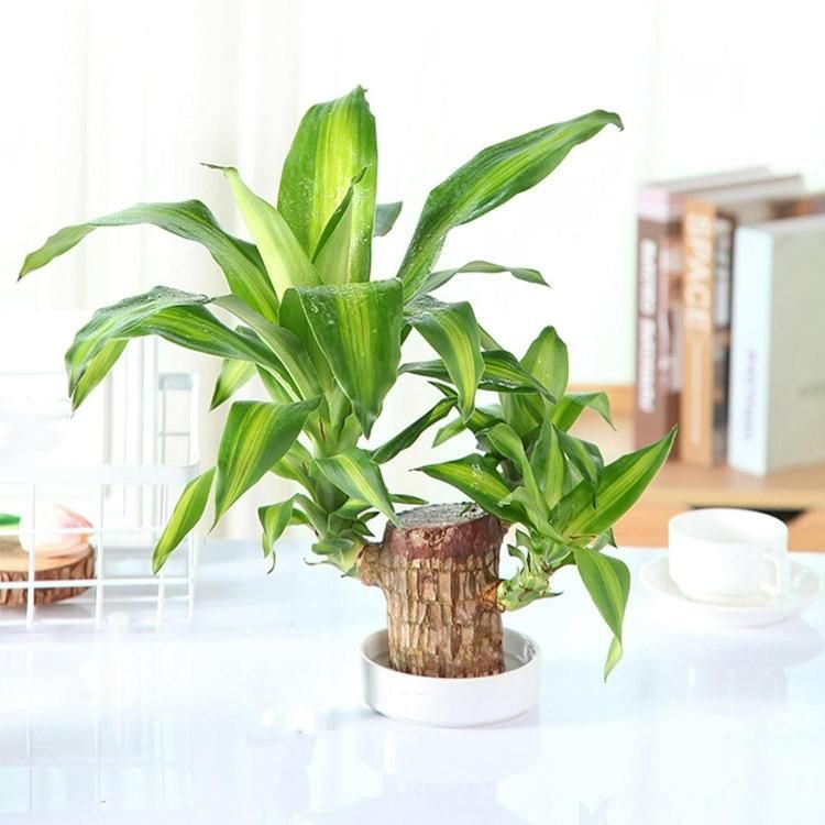 ✨Buy 1 Get 1 Free✨Brazilian Lucky Wood Plant-Mini Home Plant Decorations