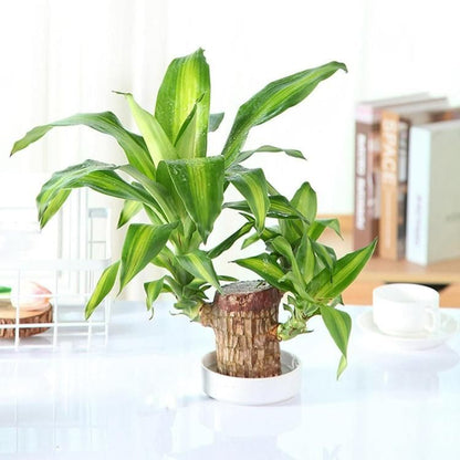 ✨Buy 1 Get 1 Free✨Brazilian Lucky Wood Plant-Mini Home Plant Decorations