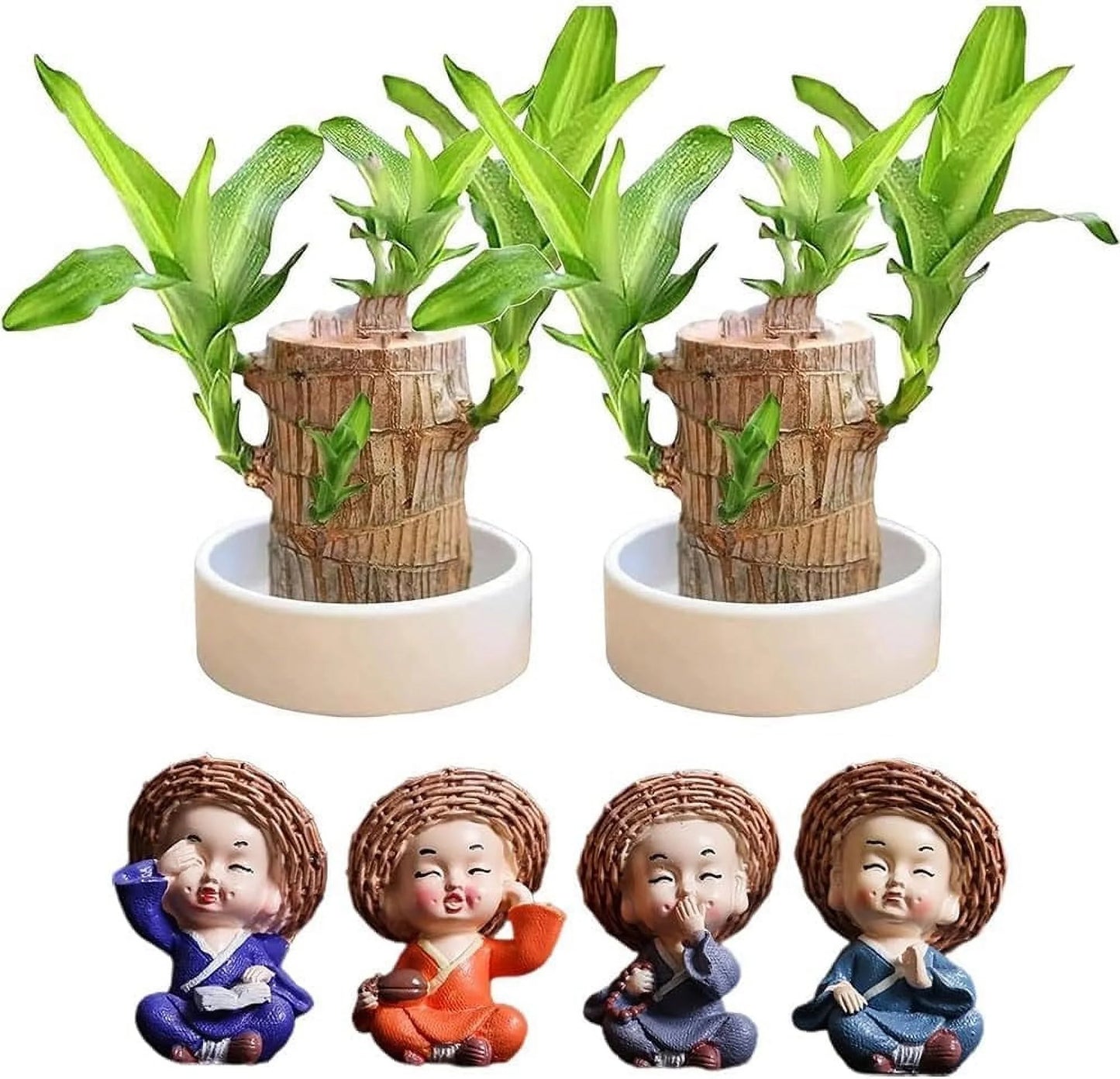 ✨Buy 1 Get 1 Free✨Brazilian Lucky Wood Plant-Mini Home Plant Decorations