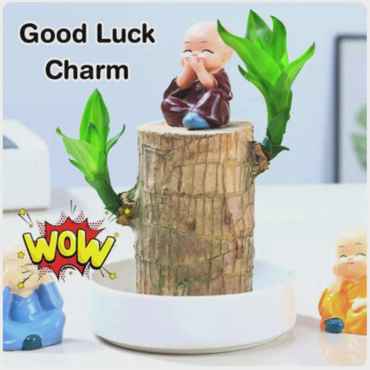 ✨Brazilian Lucky Wood Plant-Mini Home Plant Decorations✨