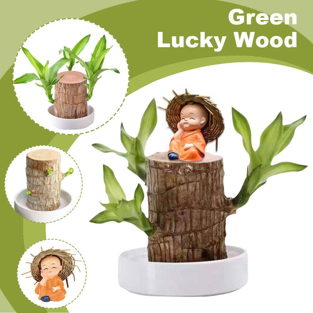 ✨Brazilian Lucky Wood Plant-Mini Home Plant Decorations✨