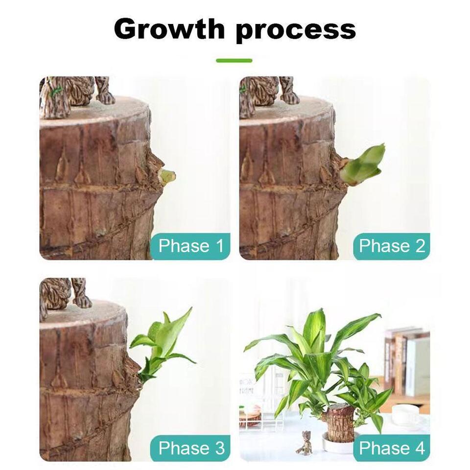 ✨Buy 1 Get 1 Free✨Brazilian Lucky Wood Plant-Mini Home Plant Decorations