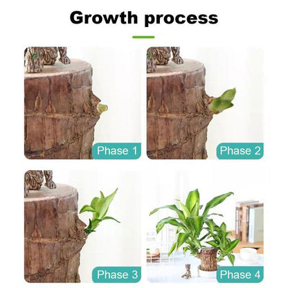 ✨Buy 1 Get 1 Free✨Brazilian Lucky Wood Plant-Mini Home Plant Decorations